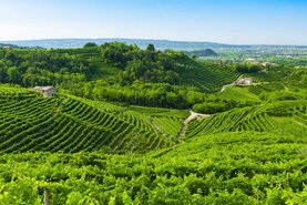 Vinařství Azienda Agricola Casa Baccichetto s.s.