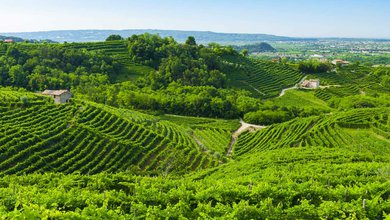 Vinarstvi Casa Baccichetto.jpg